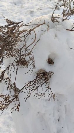 прогулка короткий вариант