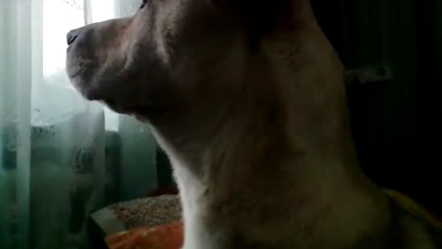 Боня прямой эфир смотреть онлайн