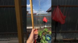 Как подвязать огурцы и помидоры 🍅