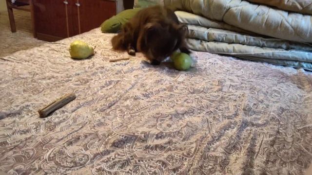 #чихуа#заведисебесобакуесливжизниодинок#чихуавдоме Из жизни чихуа лежит груша 🍐 надо скушать 😋 смотреть онлайн