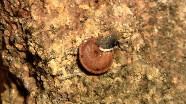 Gittenbergeria turriplana смотреть онлайн