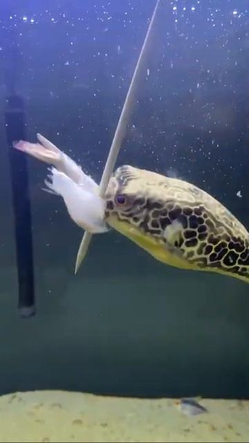 puffer fish eating food | Live Feeding #short 42 #pufferfish смотреть онлайн