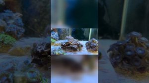 Креветки Кукенталя против Айптазий