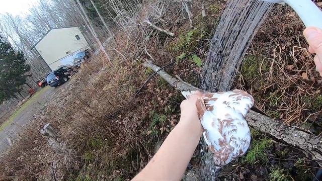 BABYLON PIGEONS #24 - Cleaning Birds with Dawn смотреть онлайн