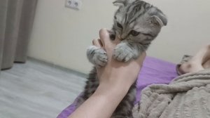 Драка лапкой