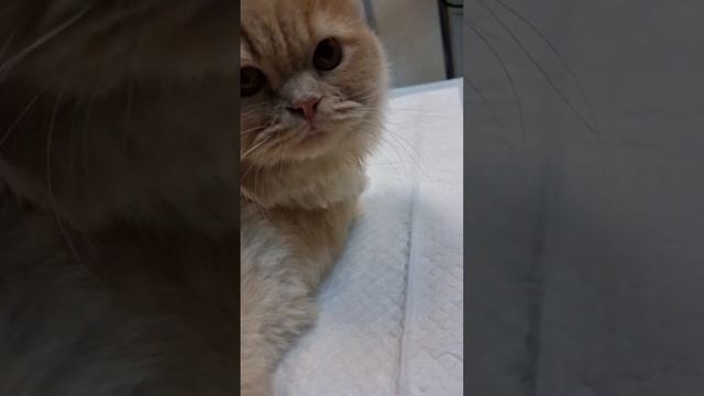 تغییر رنگ موی گربه در اثر واکسیناسیون. آیا مسئله مهمی است؟ смотреть онлайн