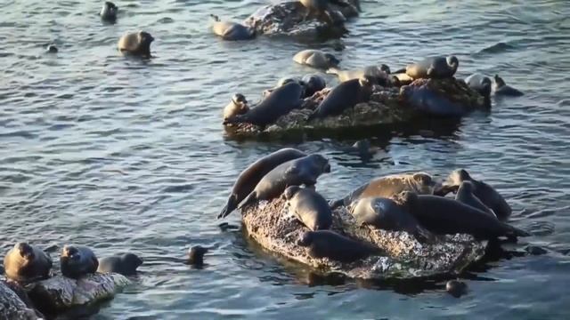 Байкальская нерпа смотреть онлайн