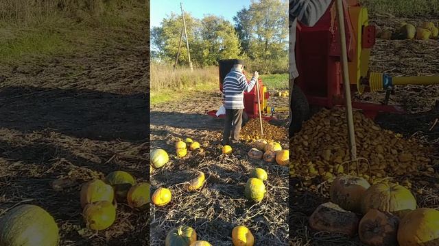 Обкатка новенького гарбузового комбайна смотреть онлайн