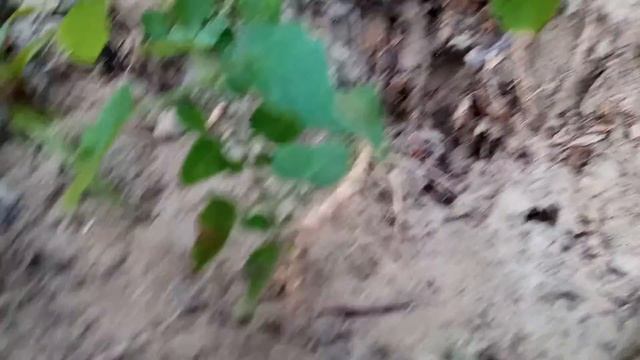 Tomato Nematode Control