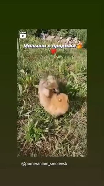 Шпицемалыши ждут своих хозяев смотреть онлайн