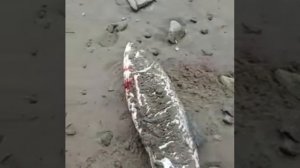 Ловля кеты на море с берега.