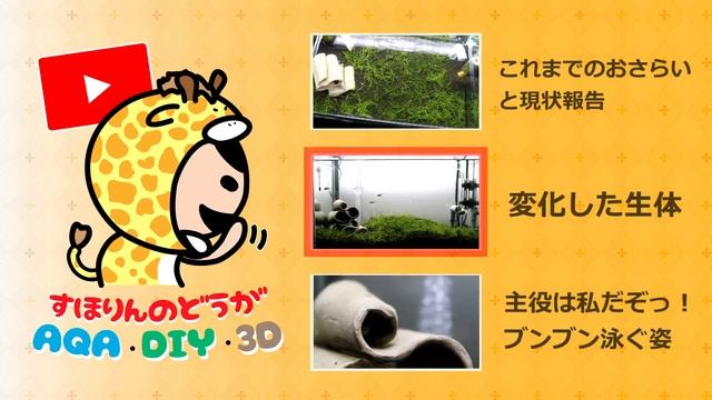 ショートヘアグラス絨毯を目指して⑦1.5か月の経過とぶんぶん泳ぐタティアの給仕【アクアリウム】 смотреть онлайн