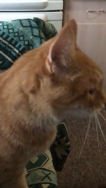 Funny cats Кот громко мурчит смотреть онлайн