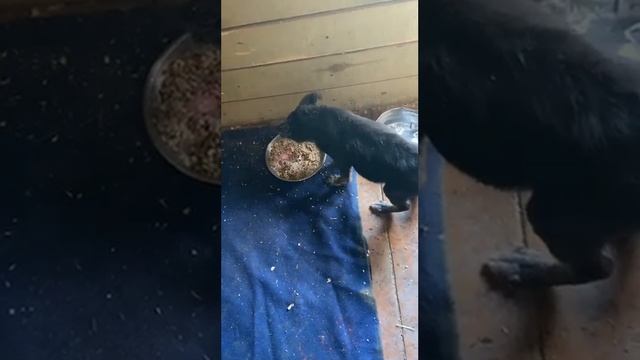 Новенький щенок Гром. Какие у него проблемы. Приют ДРУГ ЖИВИ. г Омск. смотреть онлайн