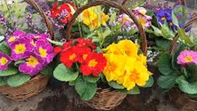 Top 10 winter flowers for hanging basket смотреть онлайн