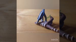 велоцираптор блю vs атроцираптор рэд stop motion