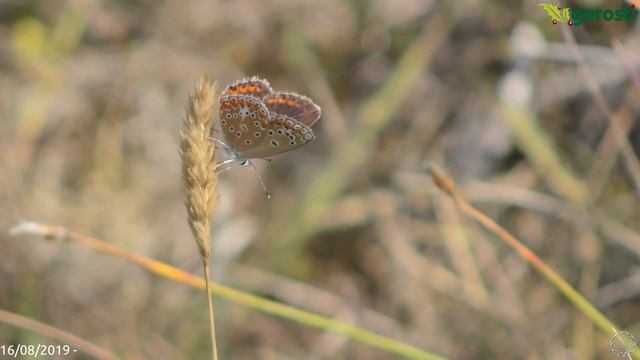 Polyommatus thersites - Celda limpia смотреть онлайн