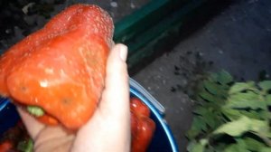 Красавец перец.