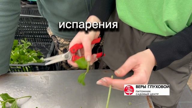 В Питомнике и Садовом центре Веры Глуховой приступили к зеленому черенкованию
