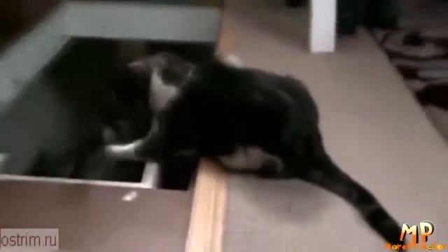 Топ смешных кошек смотреть онлайн