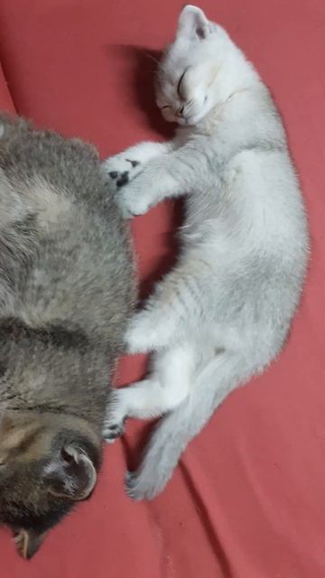 Спокойной ночи🌙 смотреть онлайн