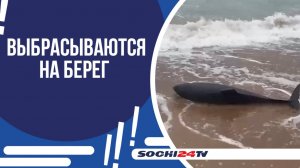 В ЧЁРНОМ МОРЕ НАЧАЛСЯ СЕЗОН ВЫБРОСОВ КИТООБРАЗНЫХ!