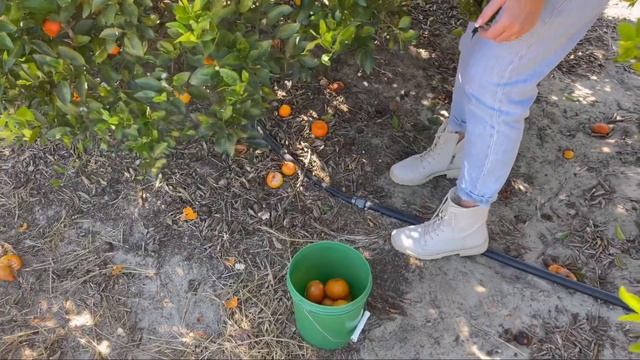 Мандариновая ферма во Флориде США Выходные с семьей USA Florida смотреть онлайн