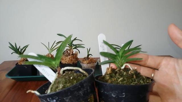 Confessions of a Neo Newbie - learning about Neofinetia falcata смотреть онлайн