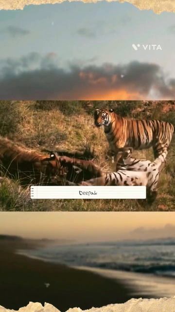 Incredible Tiger Battles , powerful animals,tiger vs Deer #shorts #trending #viralvideo #viral смотреть онлайн