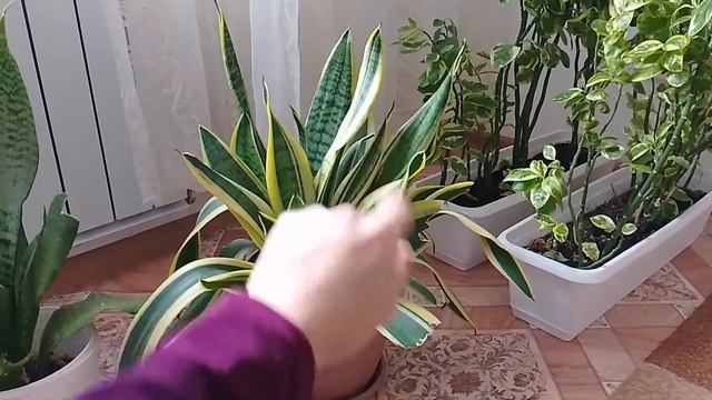 ПЕРЕВАЛКА ЦВЕТОВ 🪴/ВЕЧЕРНЯЯ ПРОГУЛКА С СЕМЬЁЙ 😍/ЛЁГКАЯ УБОРКА😉