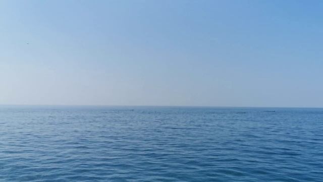 Дельфины. Чемитоквадже. 19.02.2020 смотреть онлайн