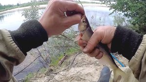 Рыбалка🎣 на северной реке Ямала,ловлю на донку!