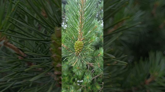 Нижний Одес.