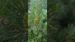 Нижний Одес.