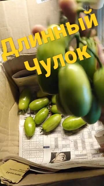 томат жёлтый Длинный Чулок 3кг смотреть онлайн