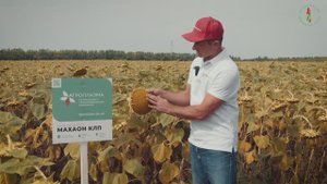 Гибрид подсолнечника Махаон КЛП в Саратовской области: результат в поле