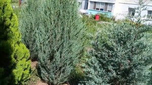 Почему у скальных можжевельников веточки не прижимаются плотно к стволу