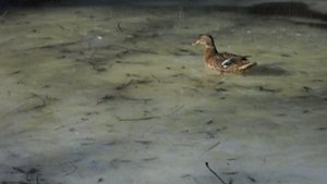 Подсадные утки Андрея Лохматова