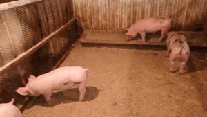 ‼️## Какие существуют способы кастрации поросят, сделал станок для кастрации##‼️