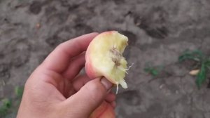 сорт персика "Вайт Леді"