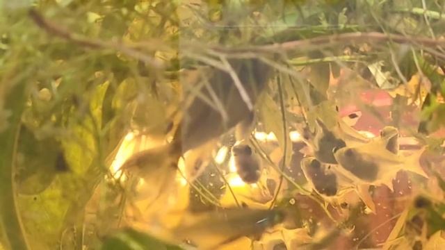 Apistogramma cacatuoides смотреть онлайн