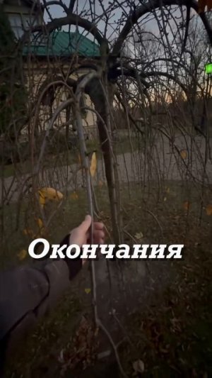 Дерево которое писадил Александр Лукашенко, 23 октября на церемонии посадки Дерева мира и