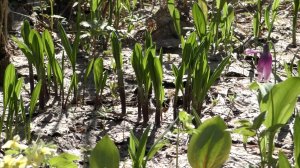 Поход за колбой