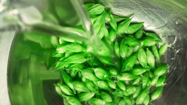 Wild Garlic Buds Lacto Fermentation - #WildGarlic | Noma Guide to Fermentation смотреть онлайн