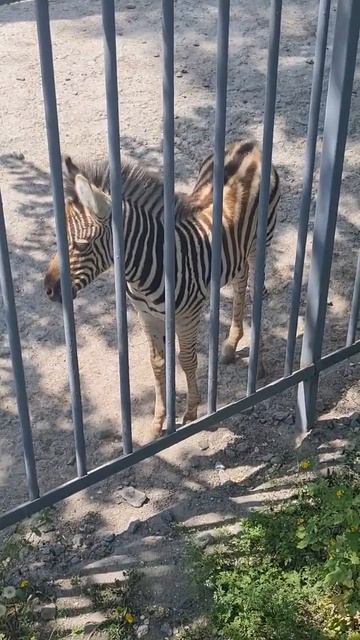 Маленькая зебра родилась в зоопарке. Прогулка по Одессе. смотреть онлайн