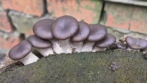 Выращивание вёшенки на пеньках (Часть 3) РЕЗУЛЬТАТ ЧЕРЕЗ 1,5 ГОДА