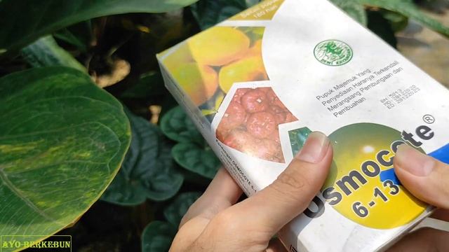 Apakah Pupuk Kadaluarsa Berbahaya Untuk Tanaman??? Apakah Pupuk Expired Masih Bisa Digunakan?? смотреть онлайн