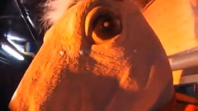 Victor Bravo "Binge" смотреть онлайн