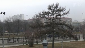 В Москве и Подмосковье этой ночью и днем прогнозируют девятибалльный шторм