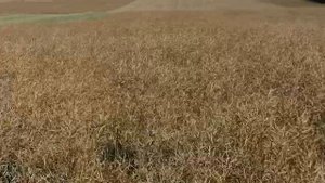 Косим рапс высота 50см